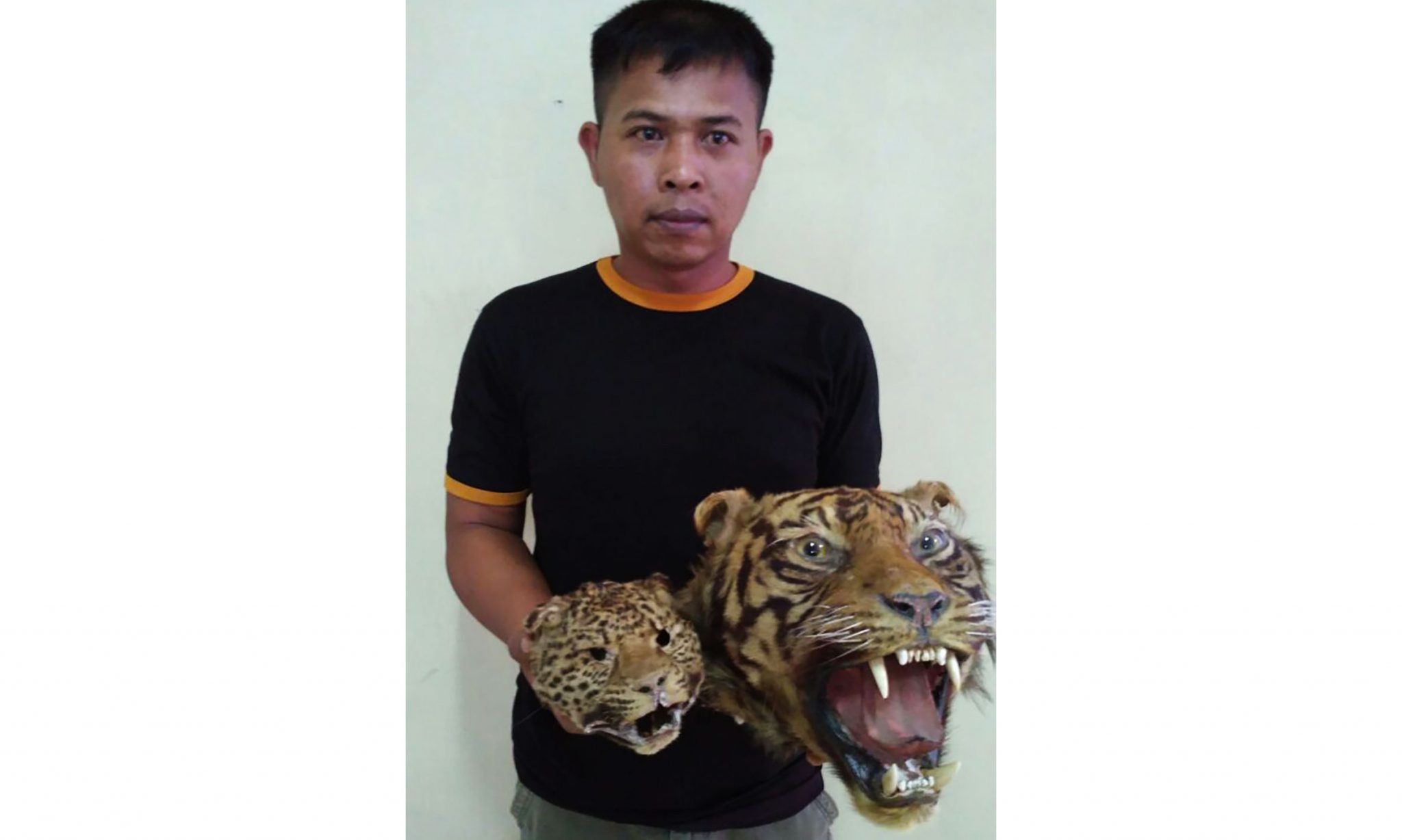7600 Koleksi Gambar Binatang Kepala Harimau Gratis