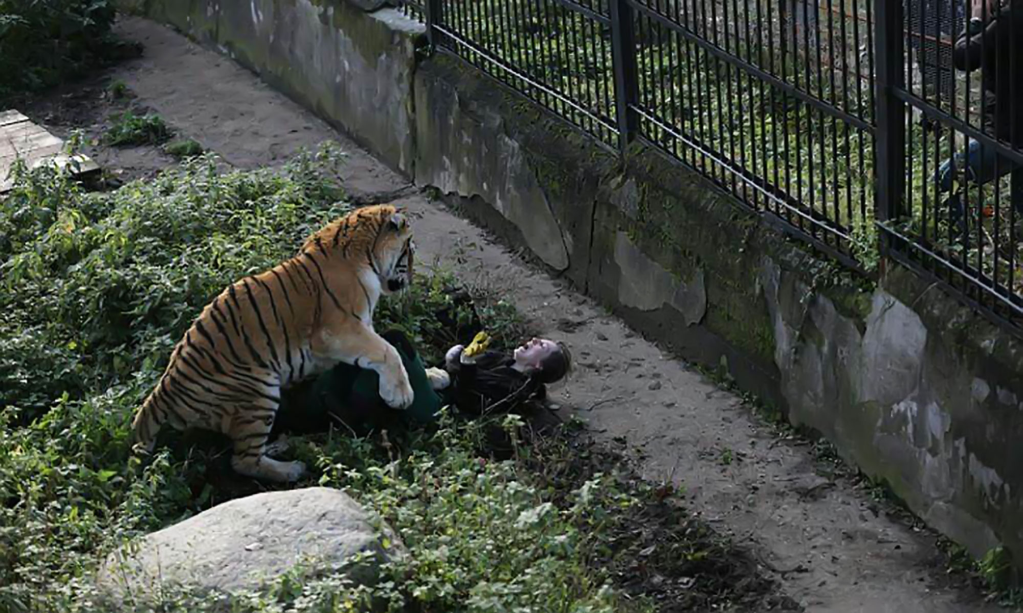 85+ Gambar Kebun Binatang Yang Belum Diwarnai Gratis Terbaik