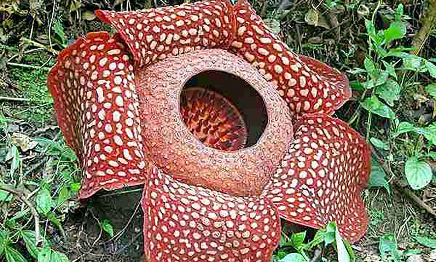 25 Tahun Ditetapkannya Rafflesia Arnoldii sebagai Bunga 