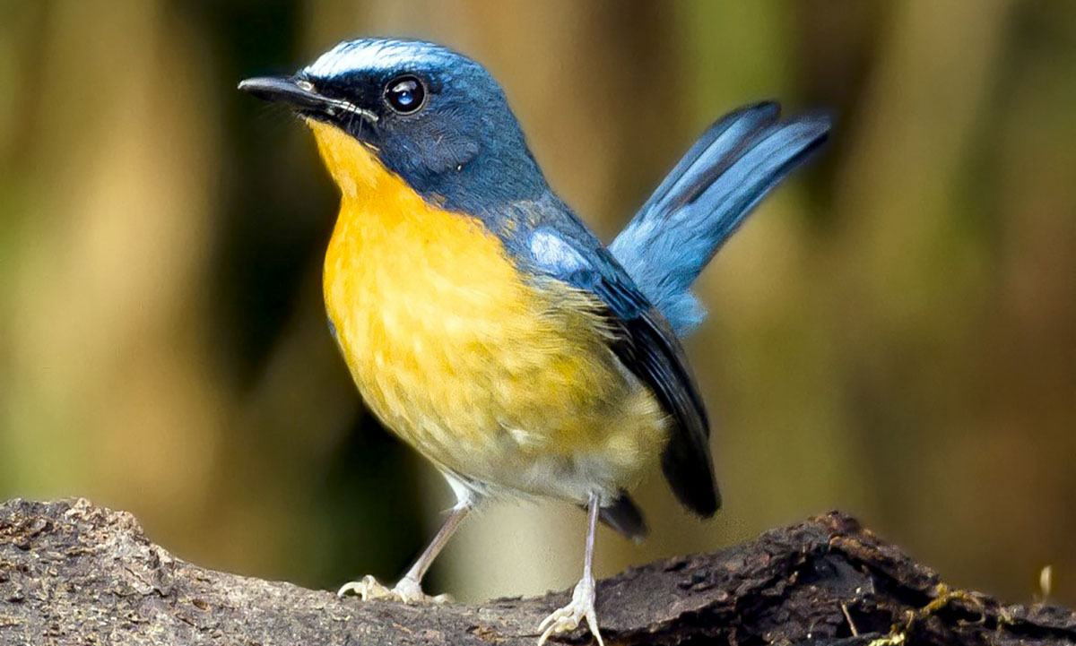 Gambar Burung Kicau Di Indonesia Gambar Burung Kicau Di Indonesia